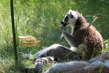 lemur in the zoo