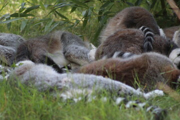 pile of sleeping lemurs