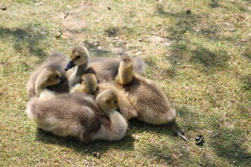 family of ducklings