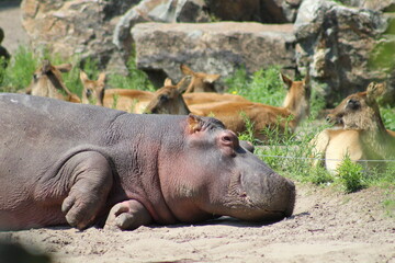hippopotamus sleeping