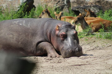 hippopotamus resting