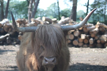 close up of a scottisch highlander