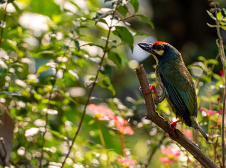 The Coppersmith barbet bird in the garden