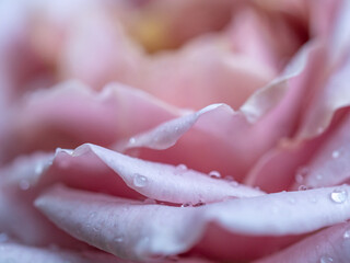 Close-up delicate rose petals as nature background