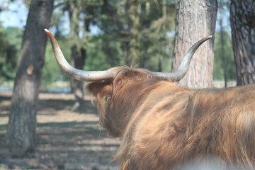 horns of a scottisch highlander