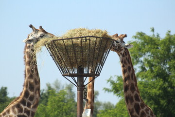 Giraffe eating hay