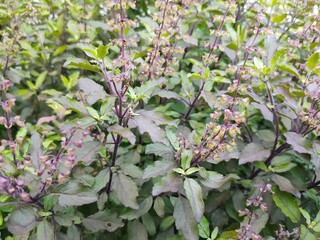 Ocimum sanctum
