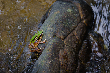 Odorrana Chloronota or Chloronate Huia, Amolops Archotaphus, Copper-Cheeked frog, or Rana Archotaphus a species of frog in Ranidae.