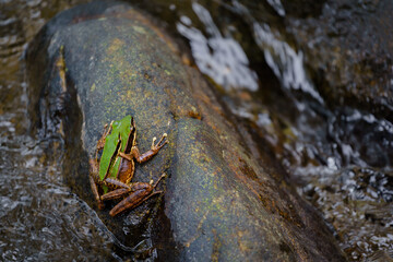 Odorrana Chloronota or Chloronate Huia, Amolops Archotaphus, Copper-Cheeked frog, or Rana Archotaphus a species of frog in Ranidae.