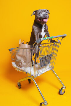 Pretty dog standing in shopping cart