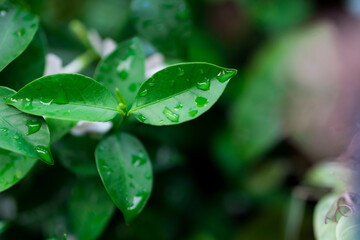 Closeup nature view of fresh green leaf with copy space using as background and fresh ecology wallpaper concept