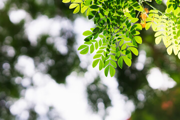 Closeup nature view of green leaf on sunlight using as background and fresh ecology wallpaper concept