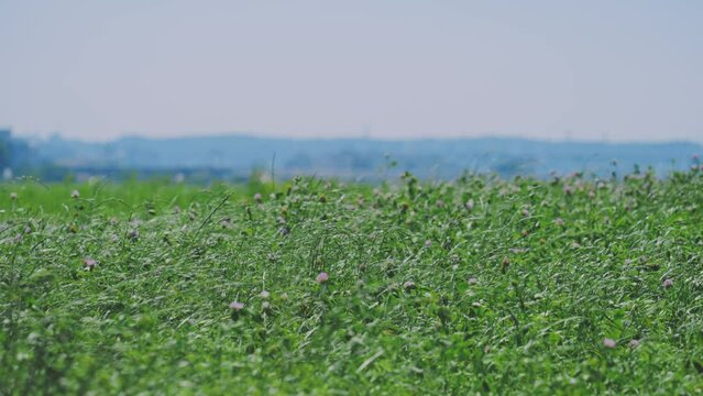 多摩川の土手　風に揺れるアカツメクサ　4K UHD