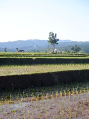 system in the field, oriza sativa plant or rice field or green plant or tanaman padi di sawah milik petani indonesia