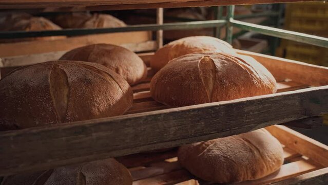 Freshly baked fragrant bread with a ruddy appetizing crust and an interesting pattern. Natural bread stands on the wooden shelves of the bakery. Food industry, baking bread. Close-up