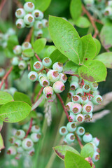 Blueberry bush close up photo. Immature blueberry texture. Organic berries on a branches. 