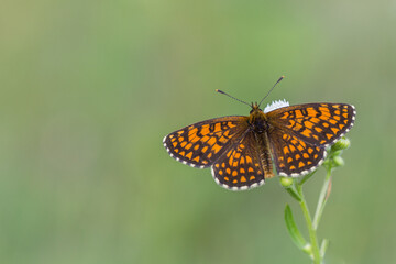 Pomarańczowy motyl na zielonym tle