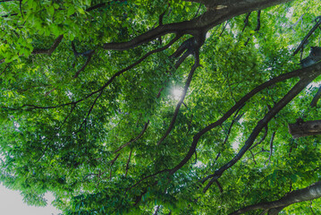 初夏の木漏れ日が漏れるイメージ