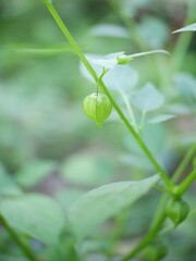 water drops on a green leaf, physalis plant or ceplukan in garden, tanaman cipulukan untuk obat herbal tradisional sebagai obat penyakit diabetes