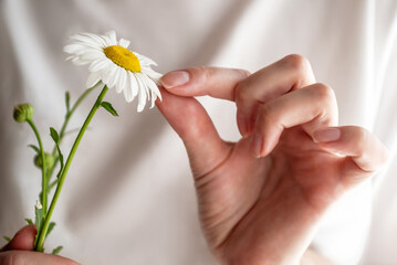 Woman is guessing on daisy  holding flower in her hand