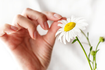 Woman is guessing on daisy, holding white camomile flower in her hand and tearing off the petals