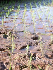 oriza sativa plant or rice field or tanaman padi di sawah