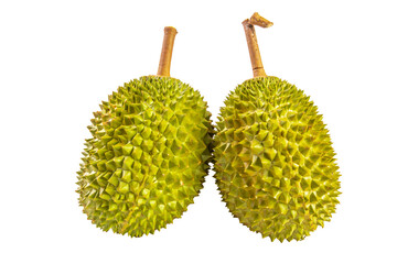 Durian photograph on white background. It is delicacy especially 'Musang King' that is sweet, tasty and creamy.