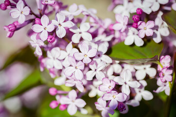 Naklejka na ściany i meble Close-up lilac flowers at spring. Selective focus with shallow depth of field.