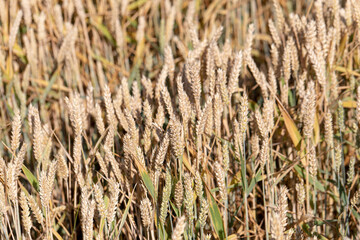 Cereal Wheat Corn in close view