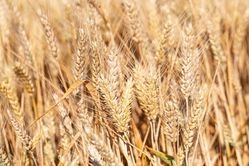 Cereal Wheat Corn in close view