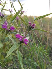 flowers in the field