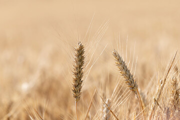 Cereal Wheat Corn in close view