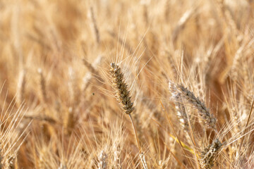 Cereal Wheat Corn in close view