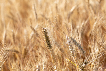 Cereal Wheat Corn in close view