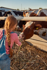 Little girl feeding cow with dry corn on farm