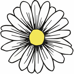 daisy flower