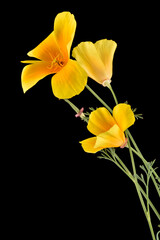 Eschscholzia californica / Pavot de Californie / California Poppy