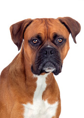 Studio shot of an adorable Boxer dog