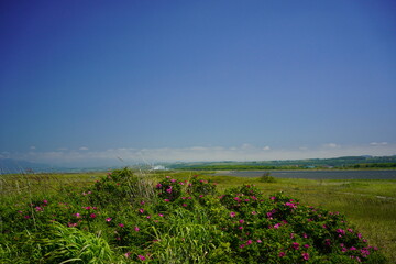 青空と石狩川とハマナス