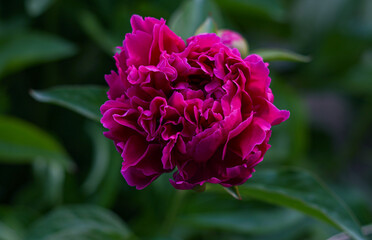 a large red flower is opening