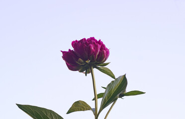 A large red flower on a white background