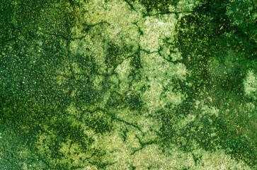  old cement surface which has cracks and green moss stains defocus