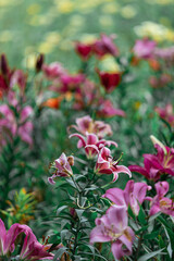 Fototapeta premium ゆり