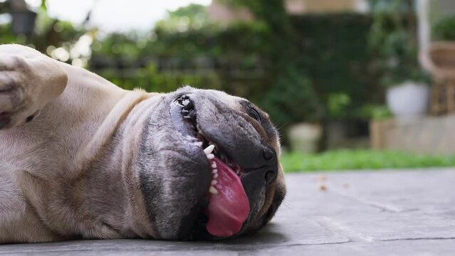 Exhausted French bulldog lying with tongue out on the floor in summer. Heat stroke exhaustion symptoms.