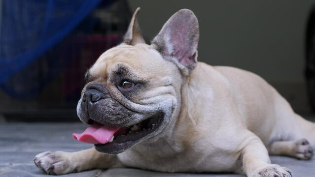 Heat stroke exhaustion symptoms French bulldog lying on the ground in Summer.