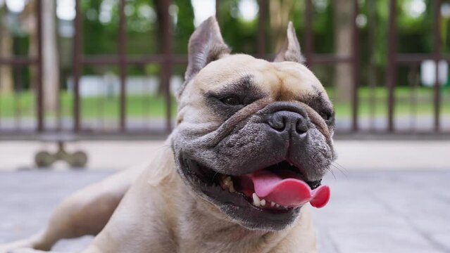 French bulldog with Heat Stroke Symptoms Lying On The Ground Next To The Fence.