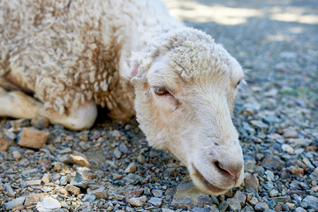 Close-up of a sheep resting on a path.