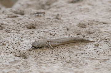 干潟で休むムツゴロウ