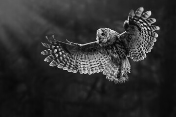 Tawny owl (Strix aluco) flaying in the forest.