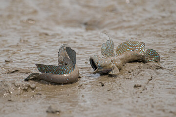 威嚇し合うムツゴロウ